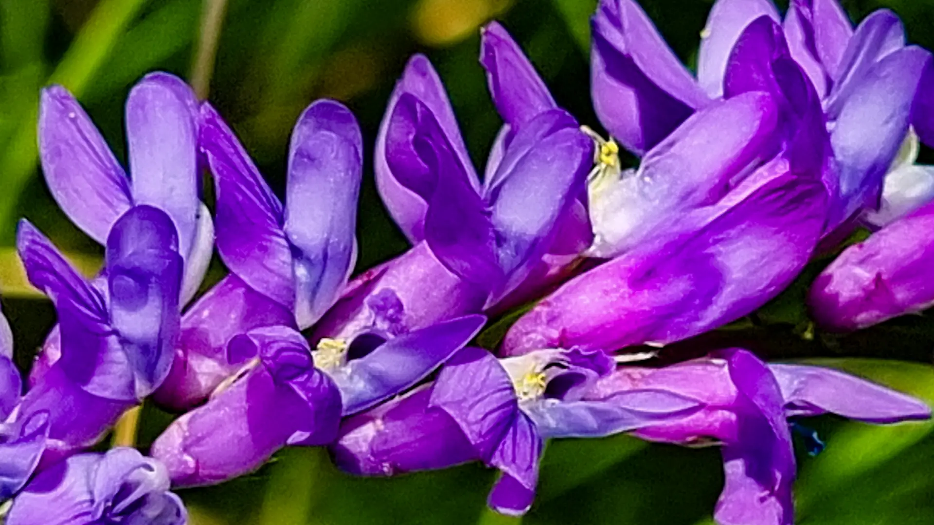 Vetch on its side.