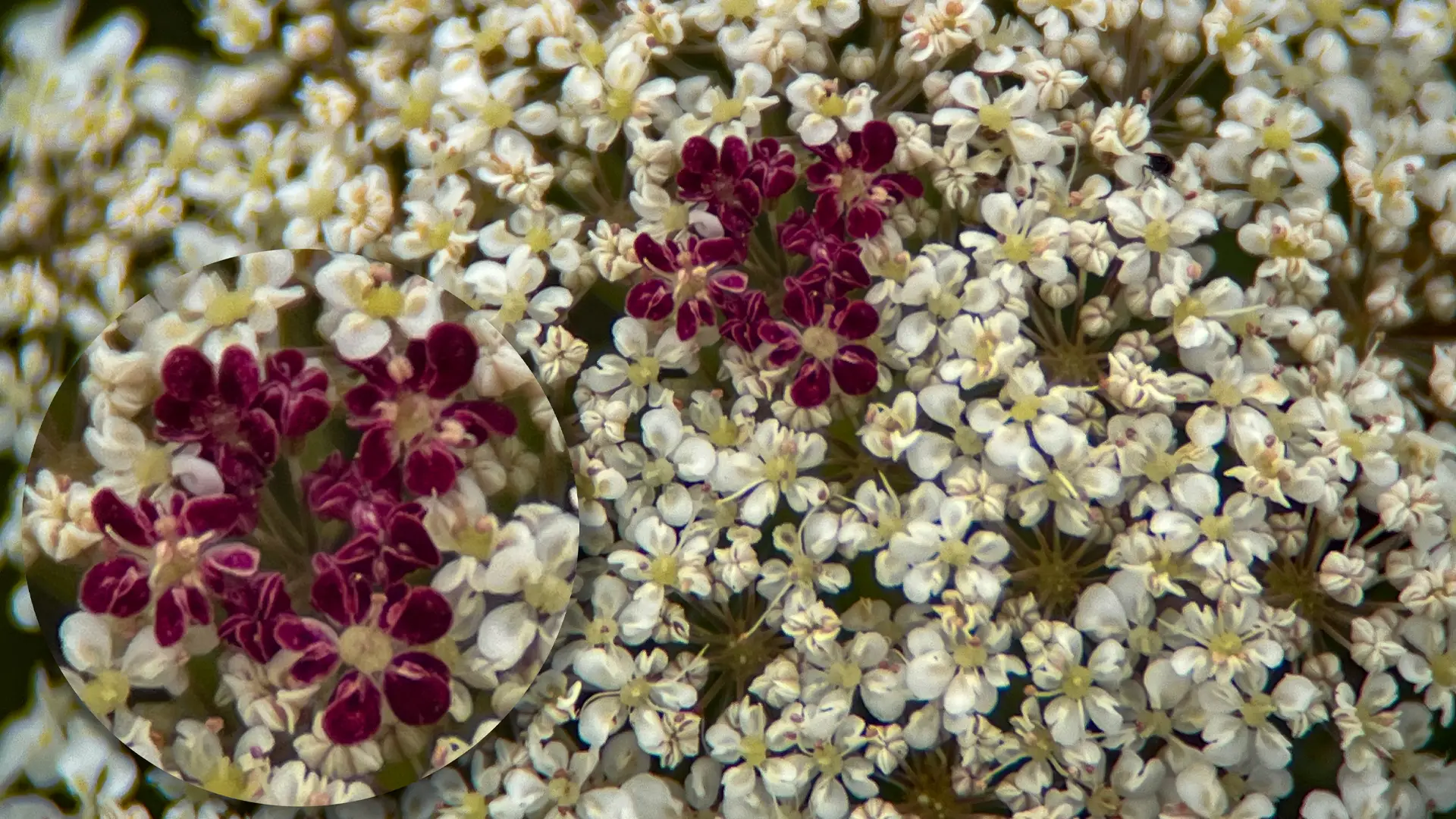 Wild Carrot Salthill, Galway City.