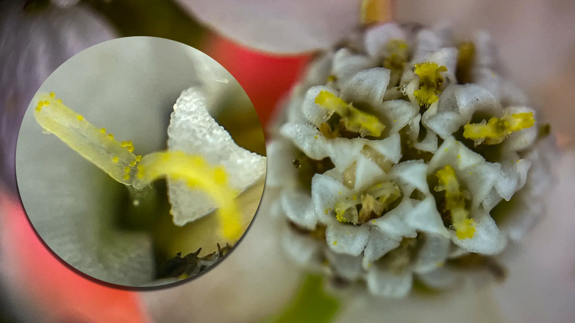 Yarrow close up photo with small pollen specks.