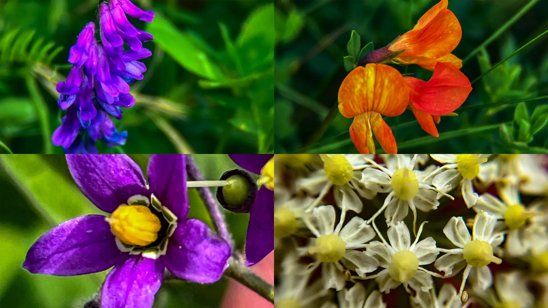 montage of flora from Grattan Beach, Salthill.