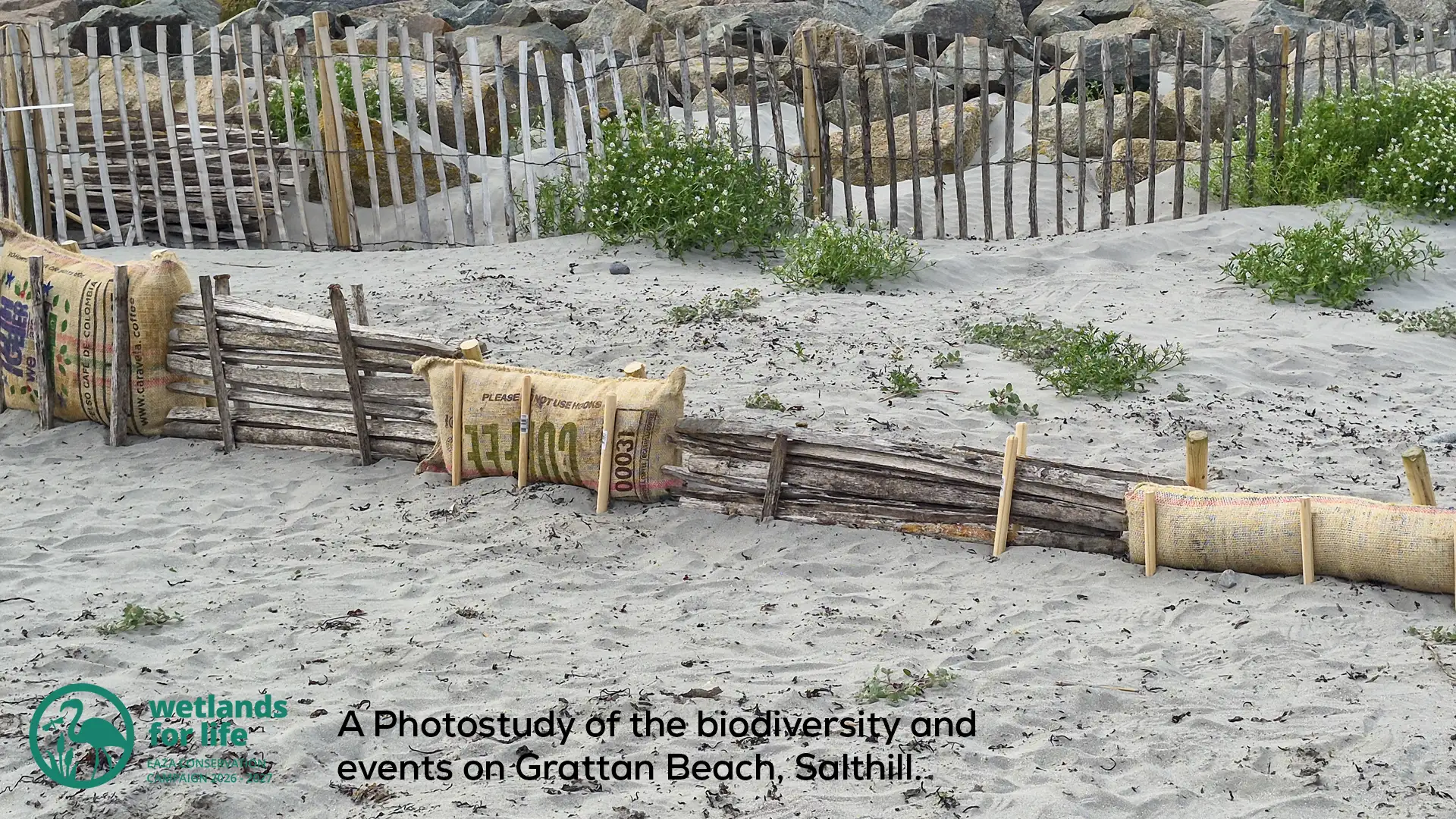 A close up of the wool rolls on Grattan Beach, SALTHILL.