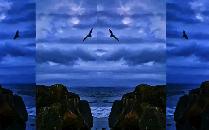 A collage of Bats found in Salthill.