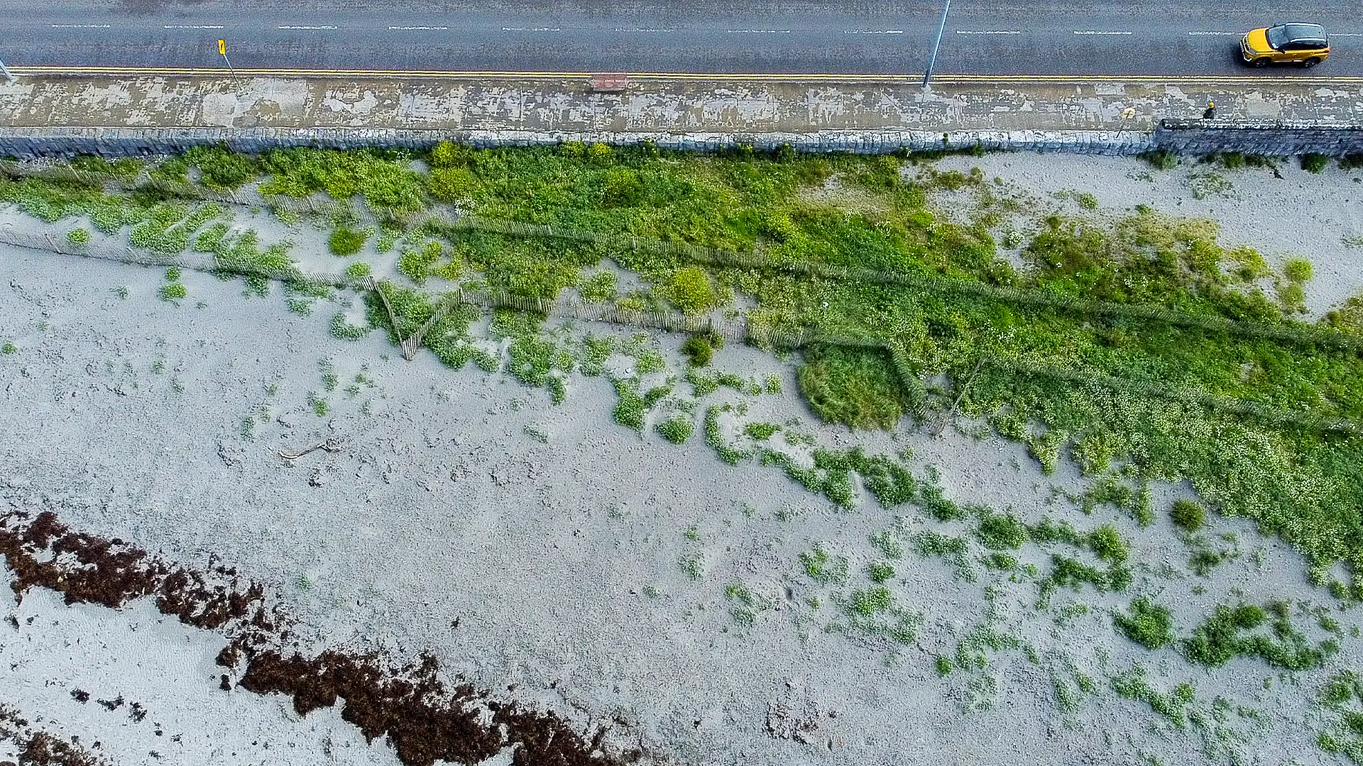 A drone photo looking down of the areas where the dunes have grown across Grattan Beach, Salthill.