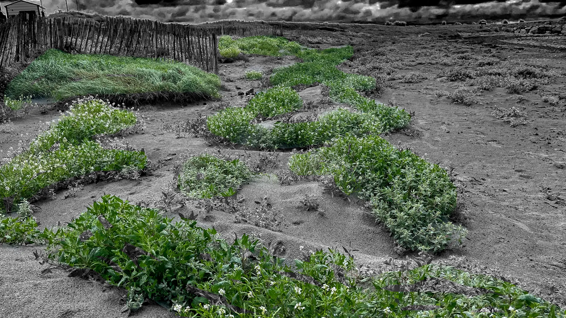A heavily edited photo of the dunes in Salthill. This image shows how the fences created new biodversity on Grattan Beach, Salthill.
