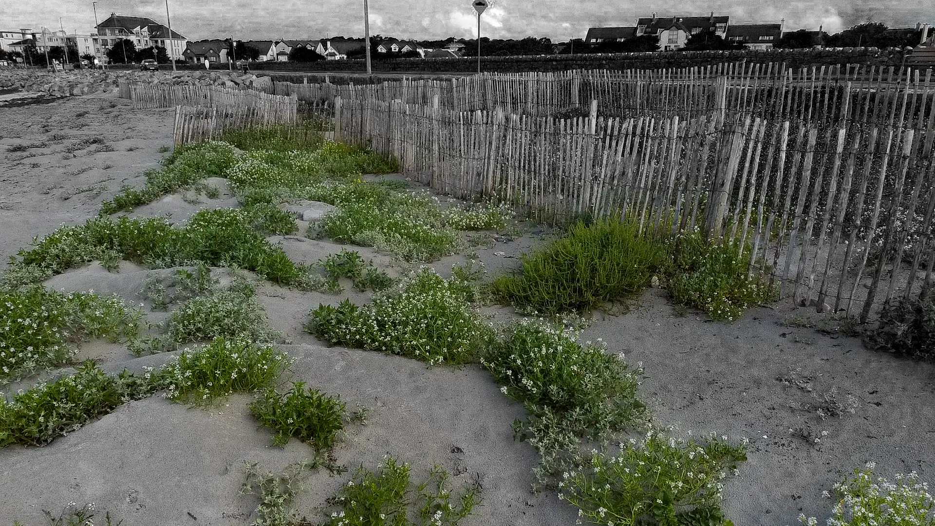 A heavily edited photo of the front facing dunes in Salthill. This image shows how the fences created new biodversity on Grattan Beach, Salthill.