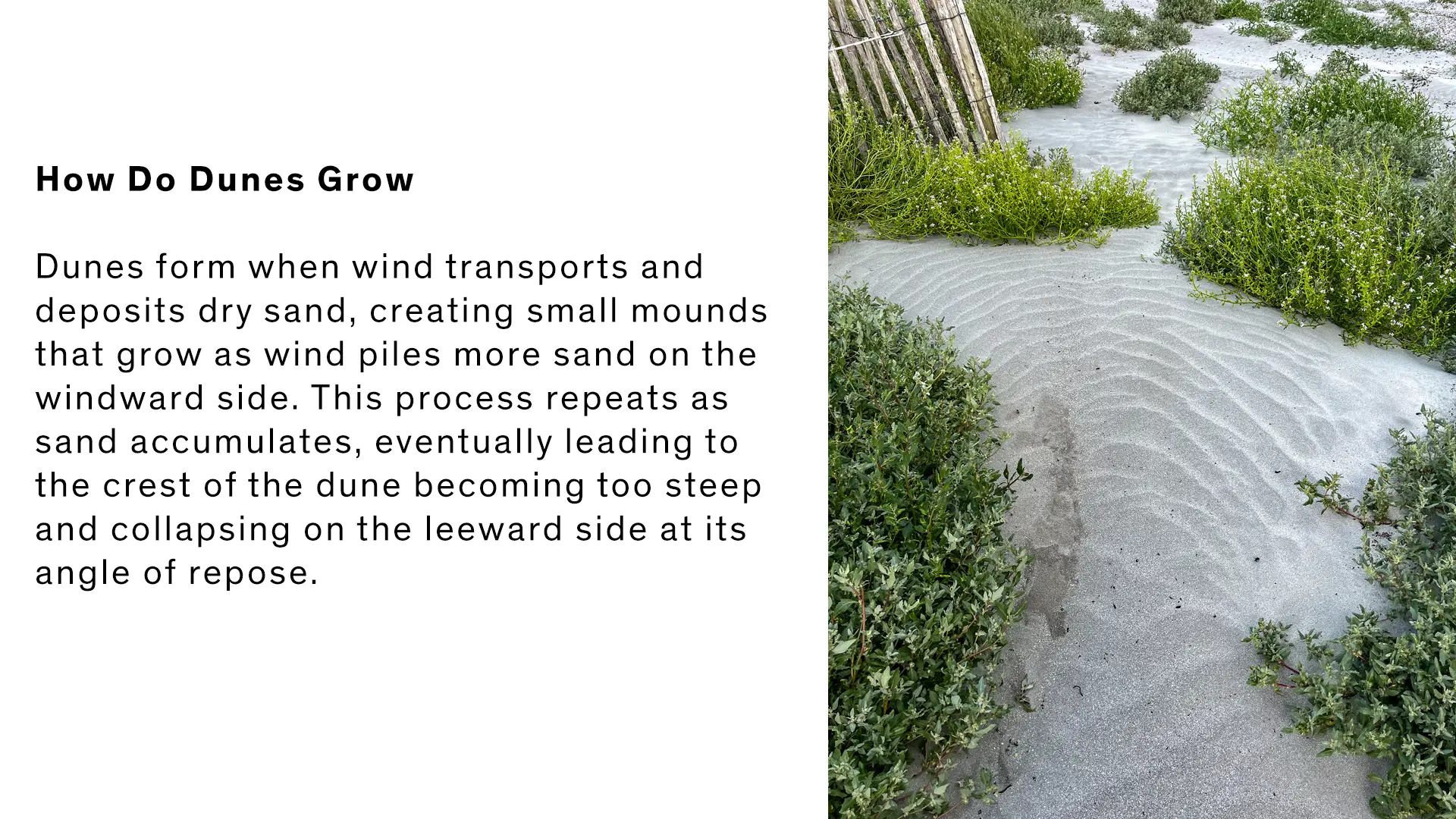 A photo and text of how dunes grow over time and wind.