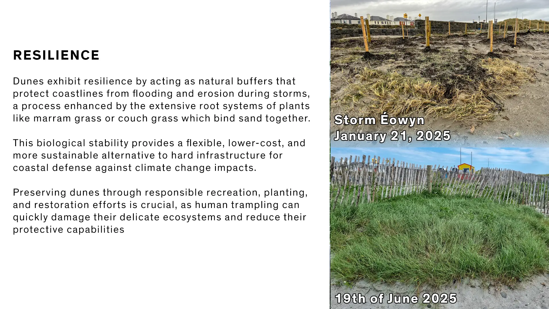 A photo showing the resilience of the dunes before and after storm Eowyn.