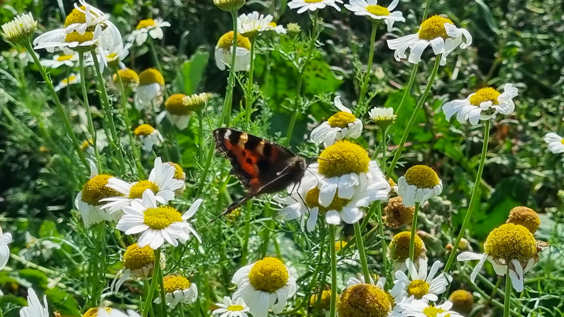 A red admiral butterfly in a patch of flowers on Grattan Beach, Salthill.