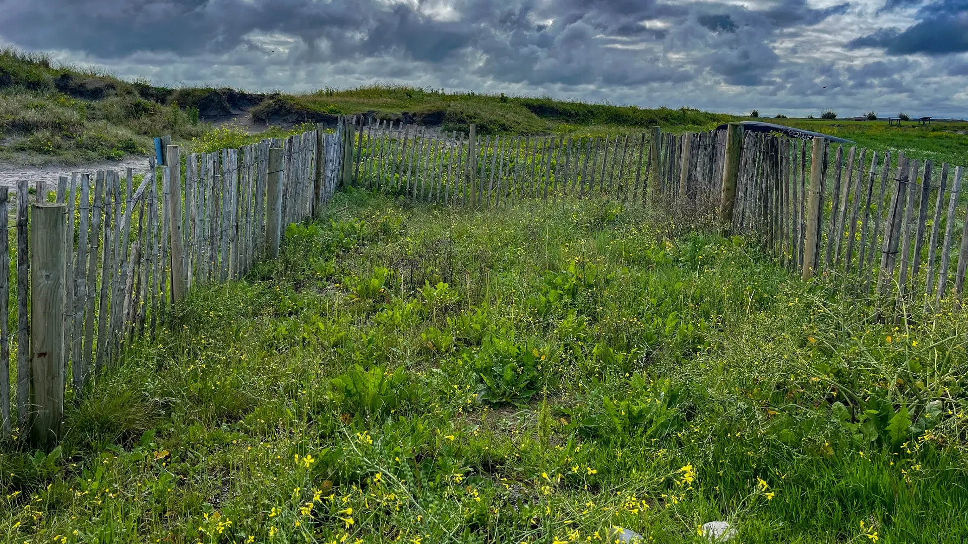 A sand fence enclosure showing the growth of flora in this area on Grattan Beach, Salthill.