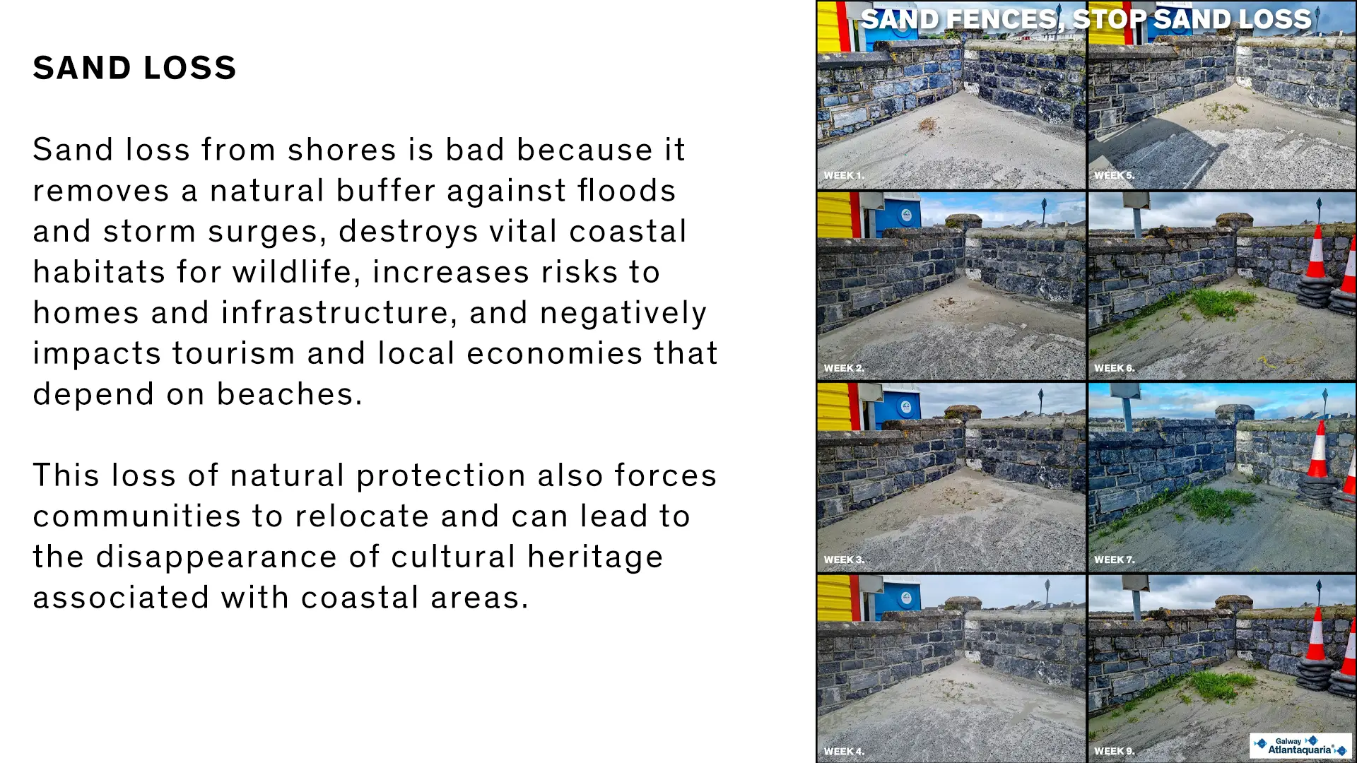 A sand loss study on Grattan Beach, image shows how the fences prevented sand loss from the beach.