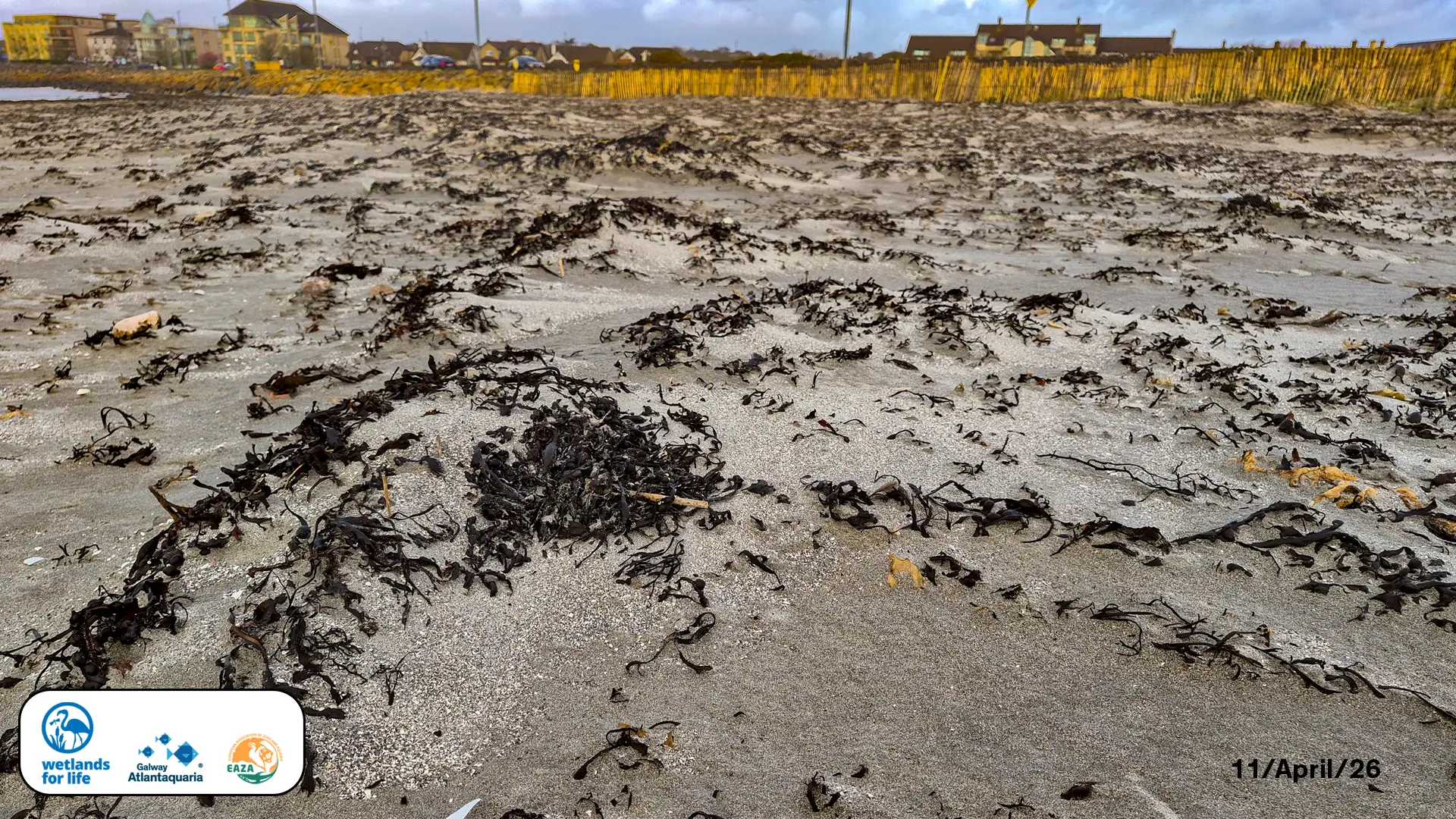 A sandy beach covered in broken drift seaweed on Salthill Grattan Beach.