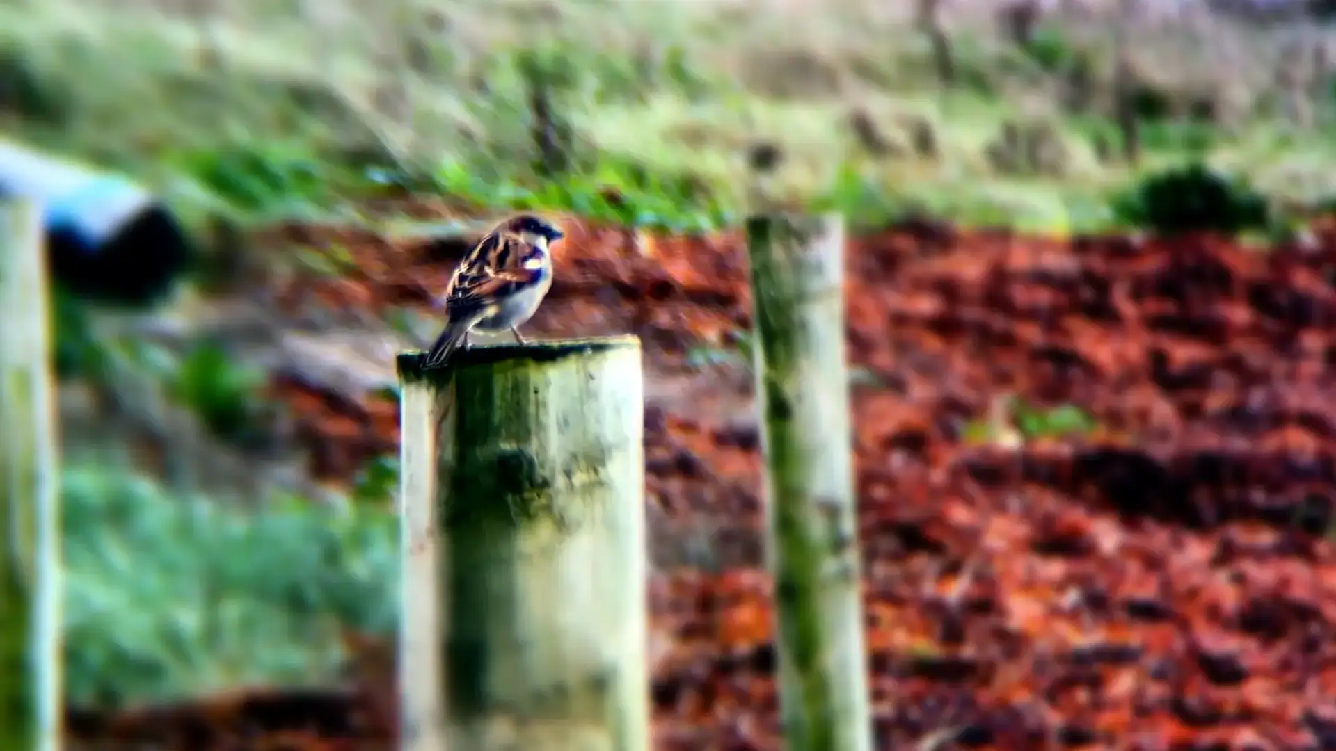 A small bird perched on a sand fence post.