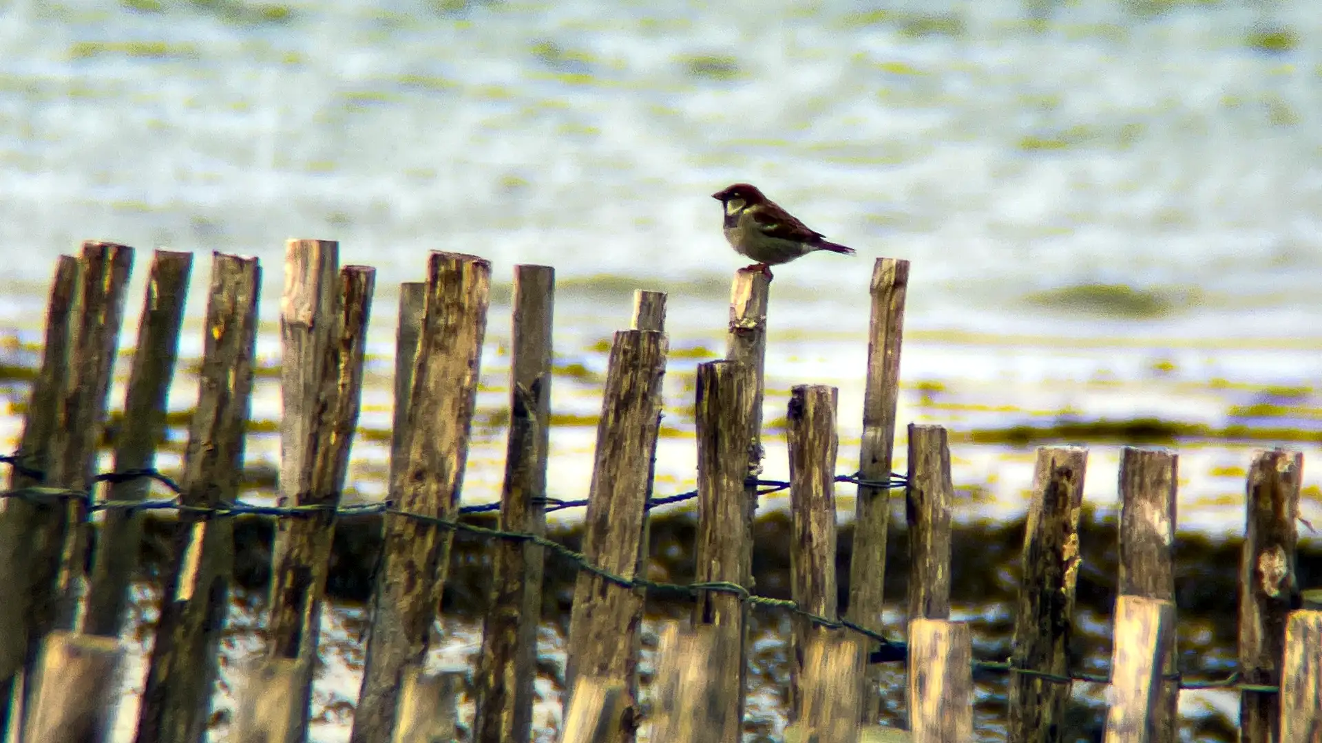 A small bird sits on sand fences on Grattan Beach.