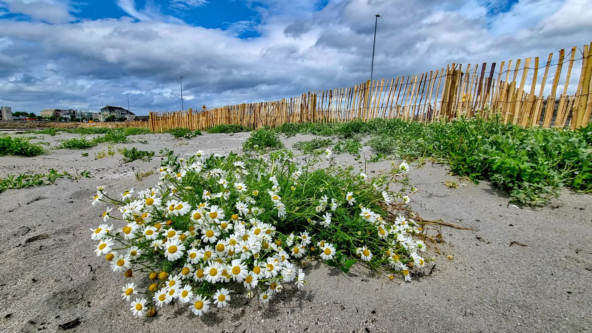 A small bunch of sea mayberry in front of a new sand trap fence project in Salthill.