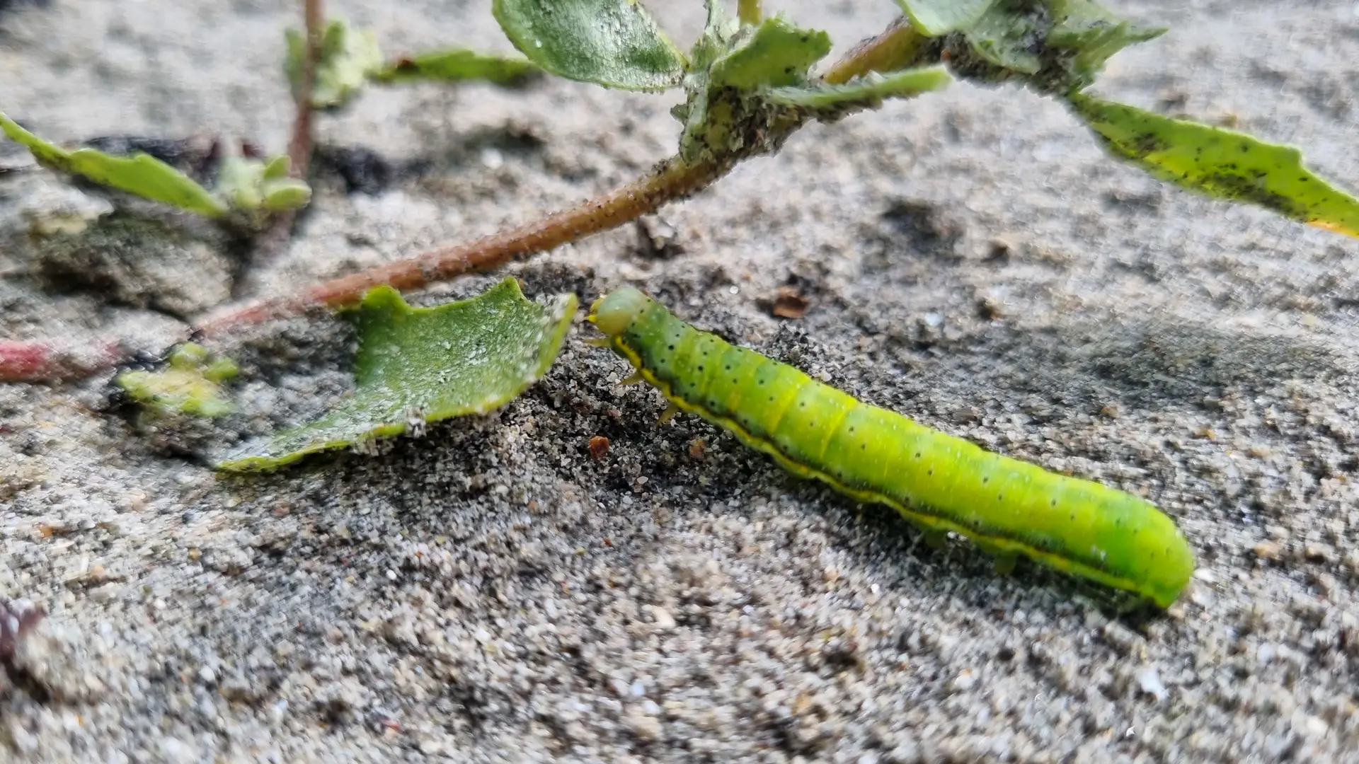 A small green caterpillar on a sandy beach.