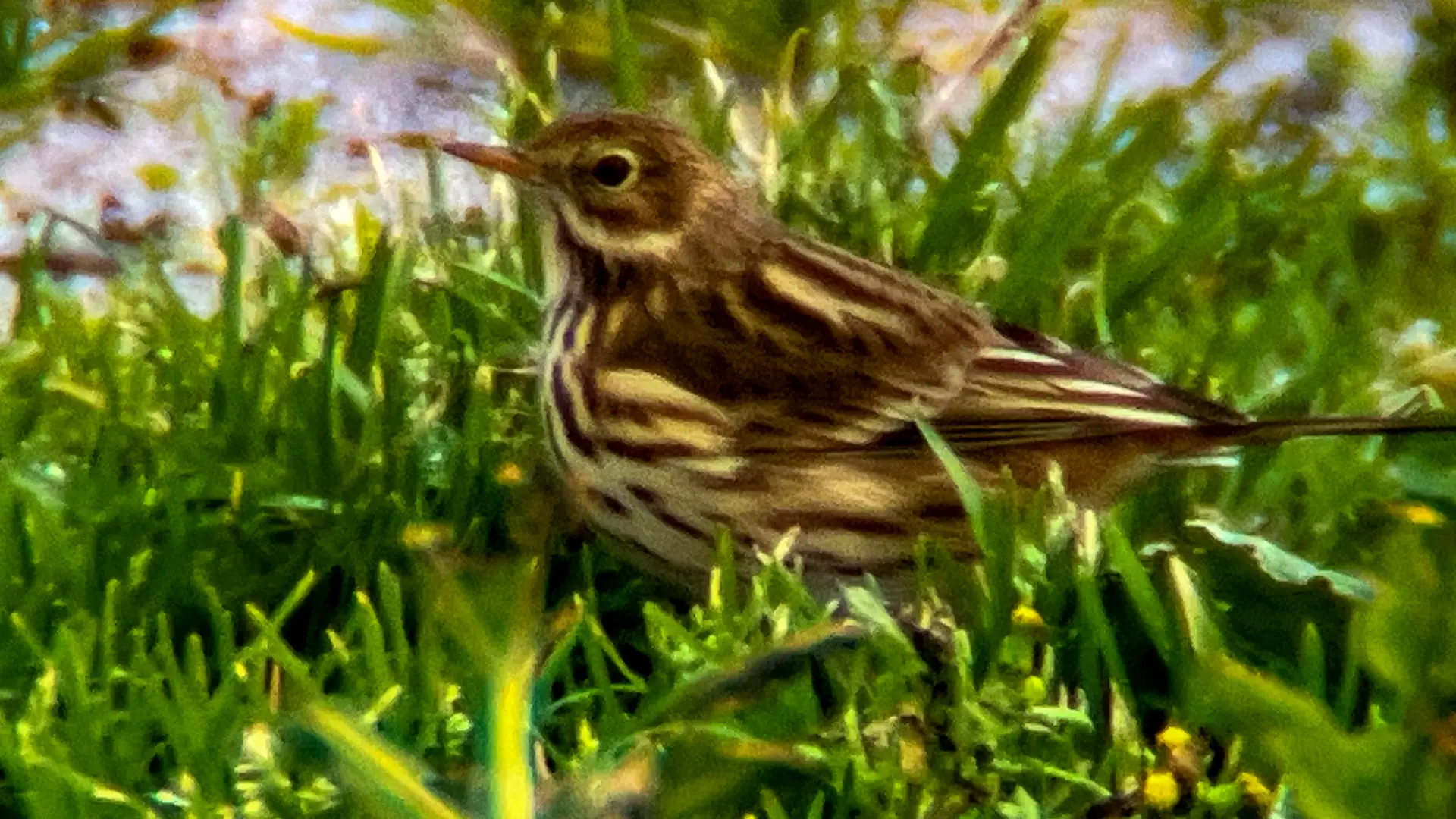 A small meadow pipit resting in the grass on Grattan Beach.