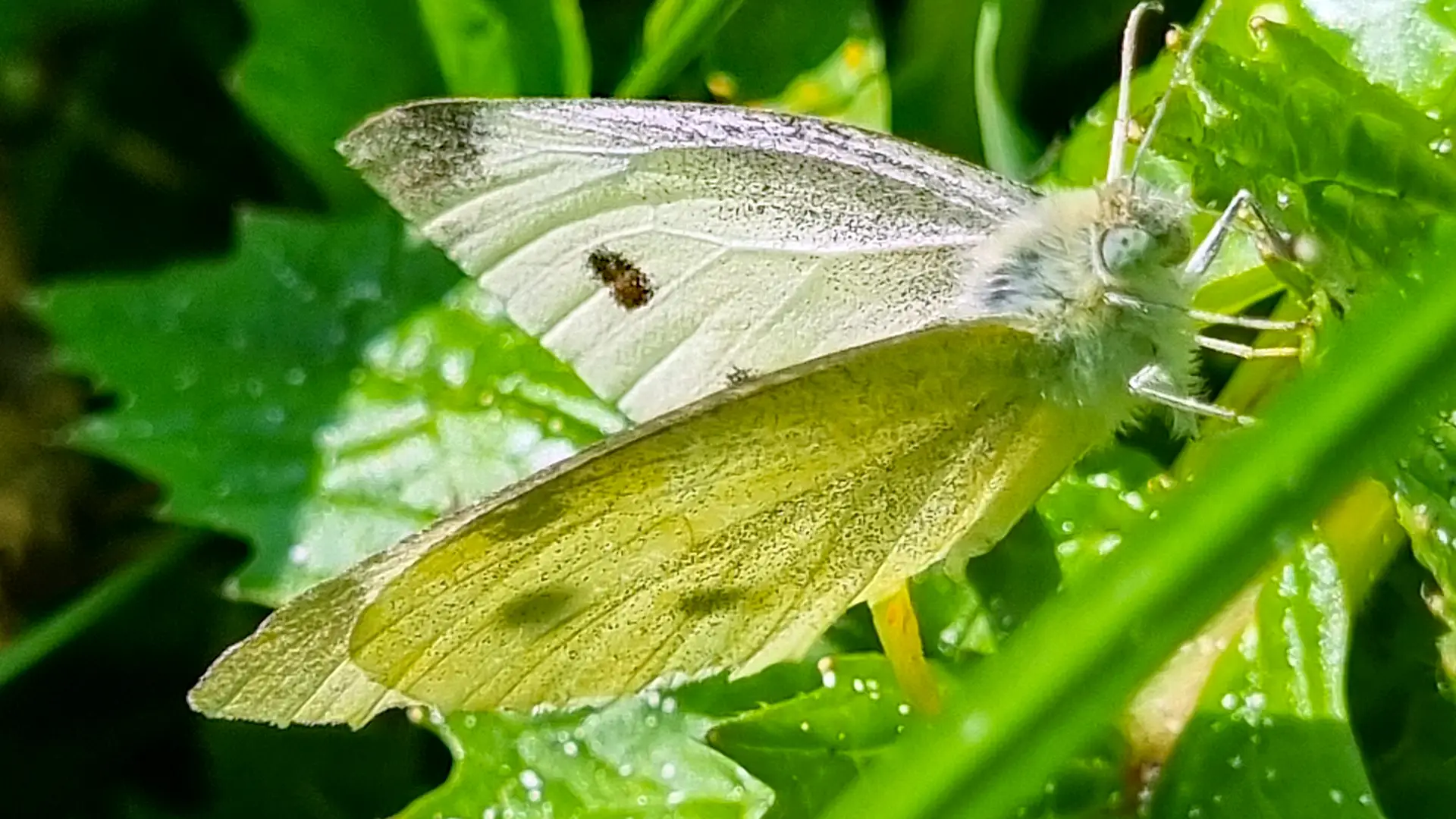 A small or large white butterfly on Grattan Beach Salthill.