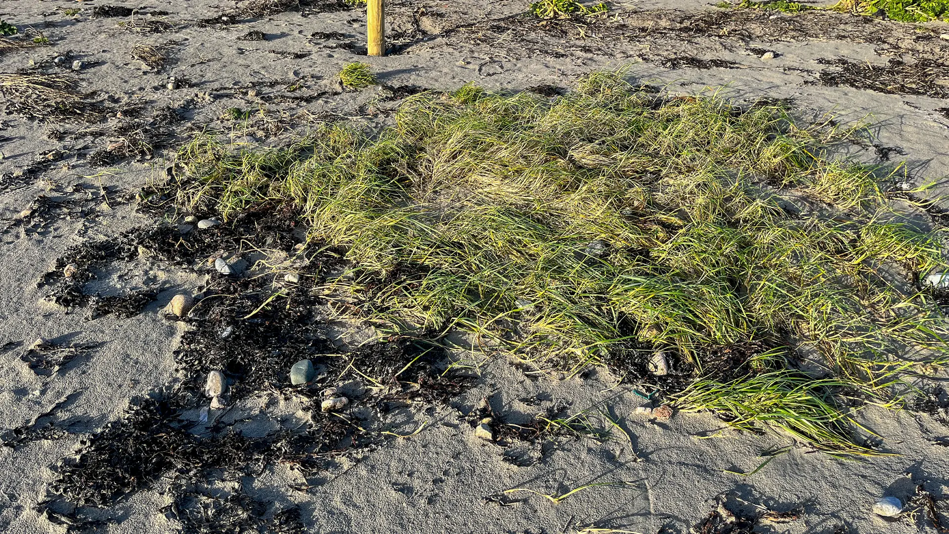 A small weather beaten patch of couch grass, Grattan Beach Salthill.