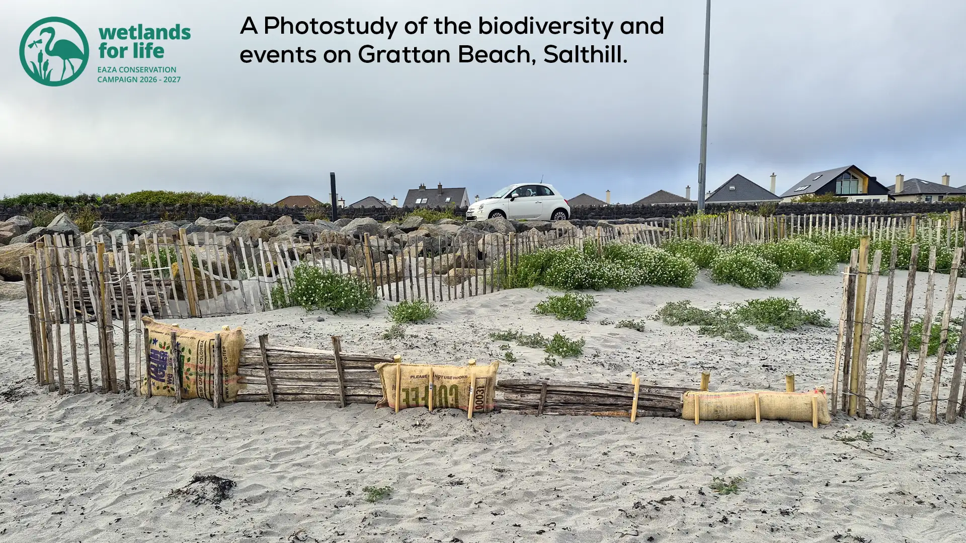 A wool roll sand restoration project on Grattan Beach, SALTHILL
