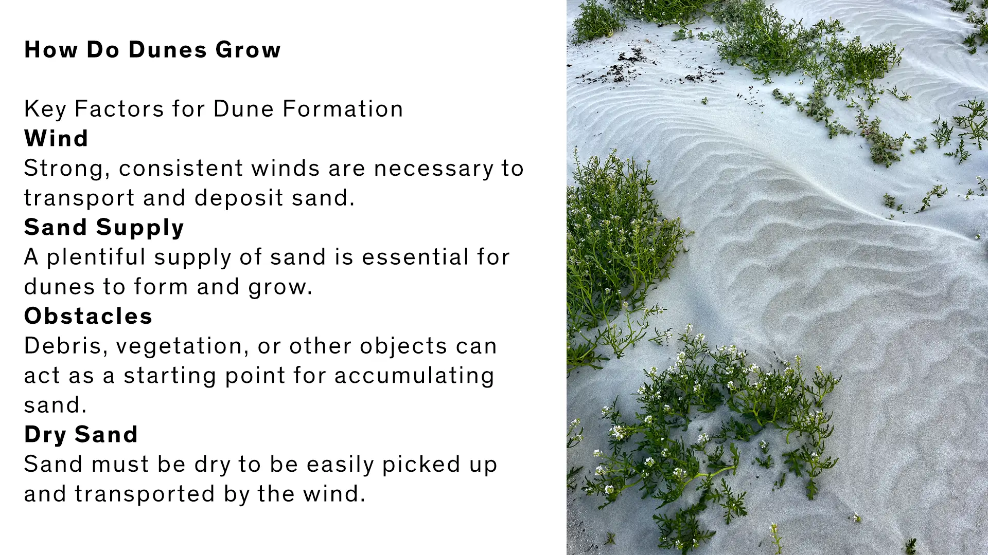 An image showing the things needed for dunes to grow.