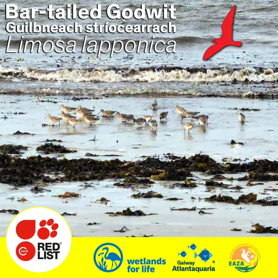 Bar Tailed Godwits are a red listed bird and a frequent visitor to Grattan Beach Salthill.