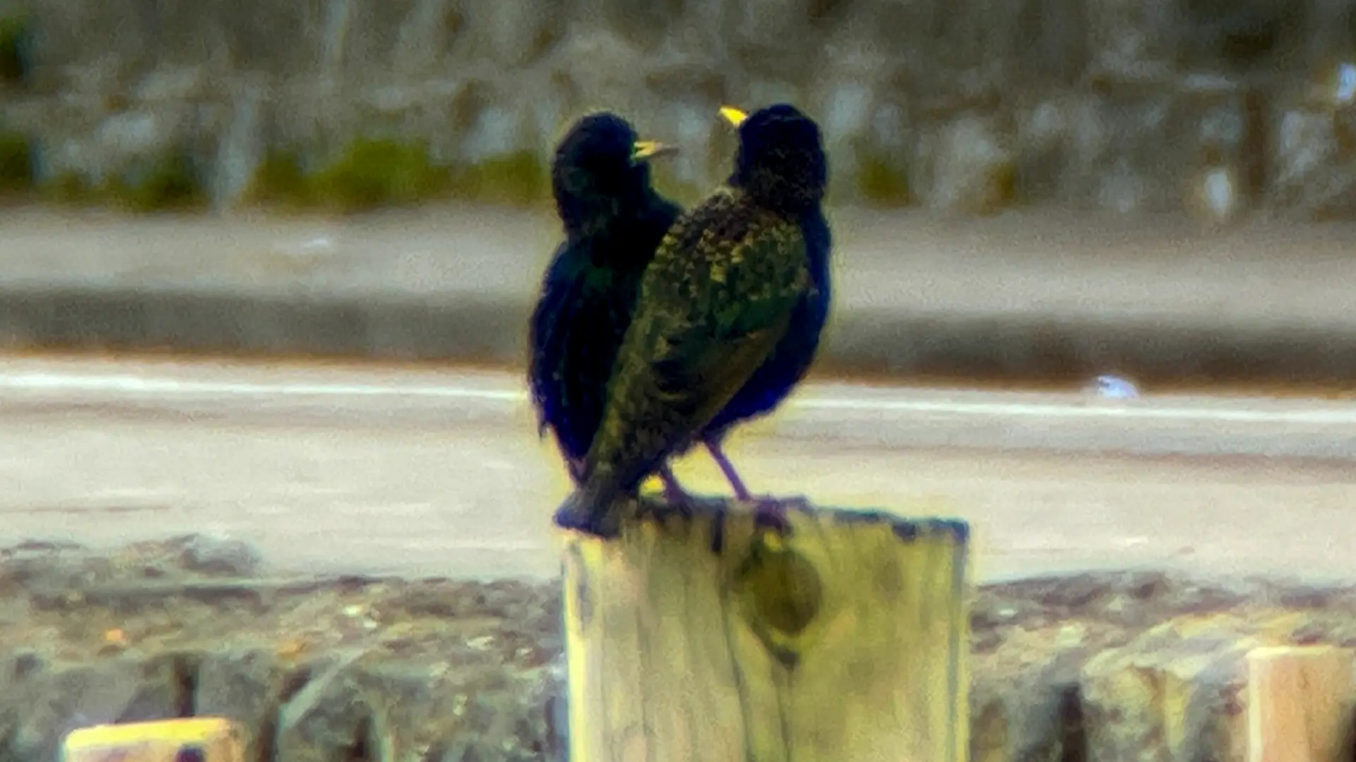 Birds on a fence post Grattan Beach, Salthill.