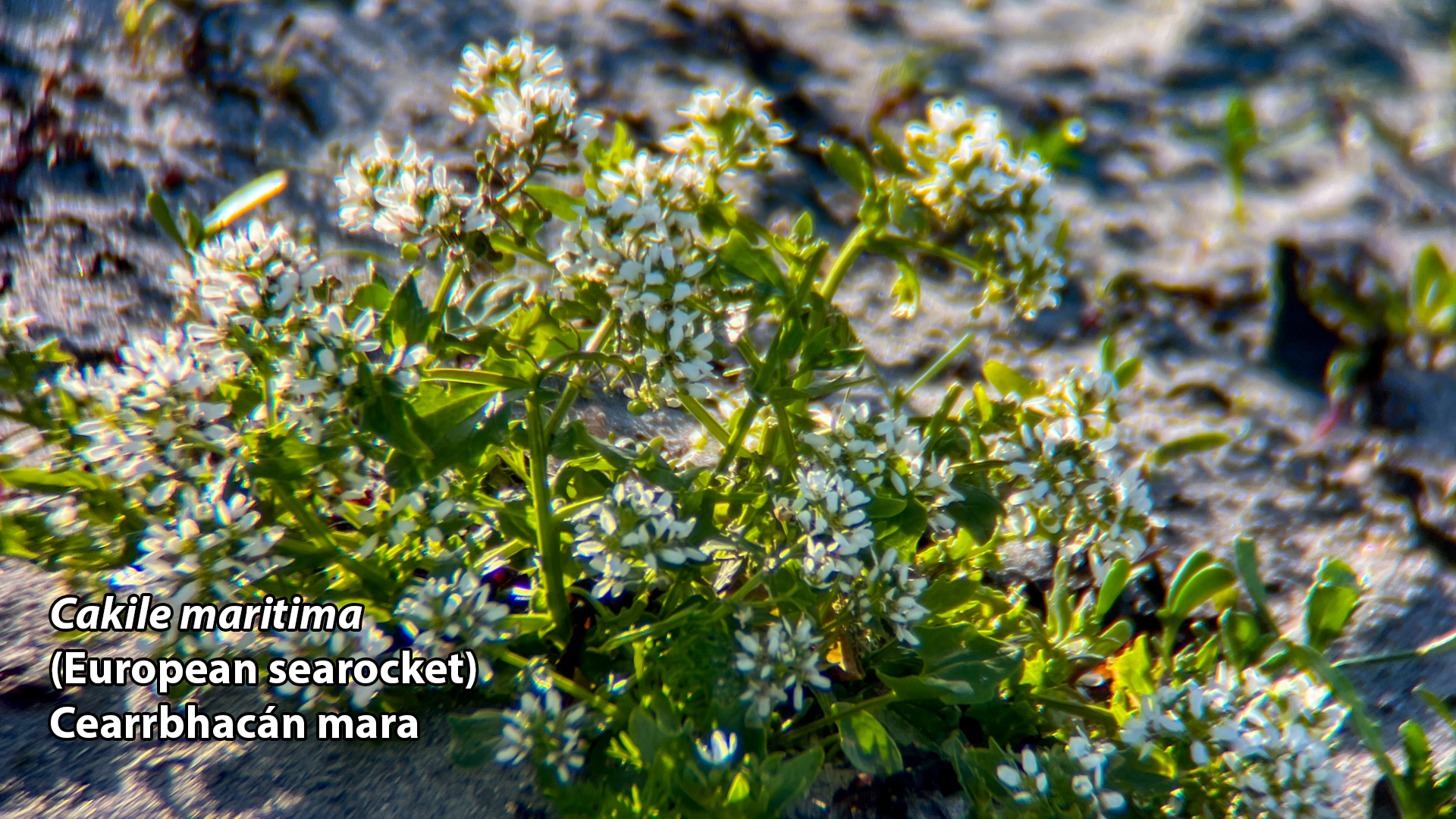 Cakile maritima SEAROCKET 24 04 2026