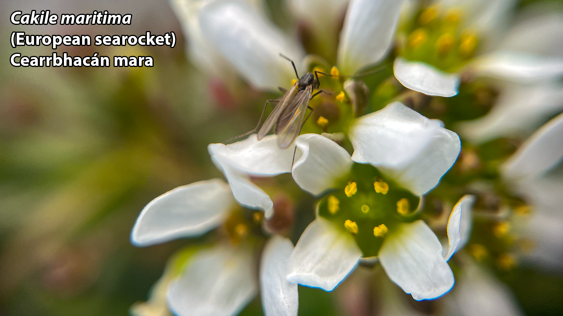 Cakile maritima bud SEAROCKET 24 04 2026