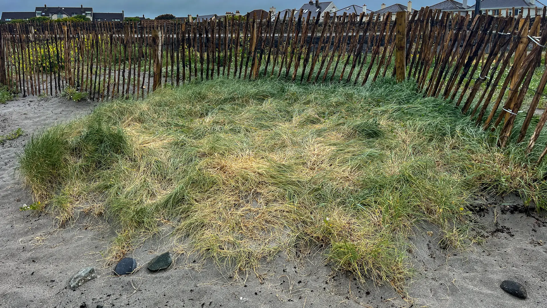 Couch grass on Salthill, looks sun damaged.
