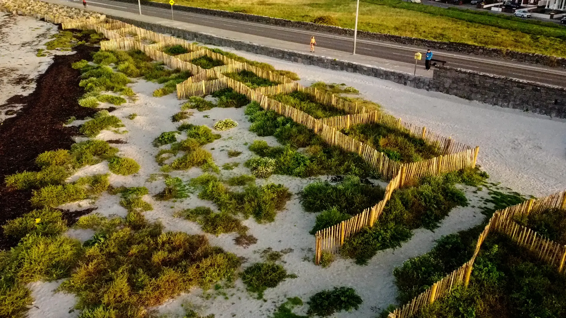 Drone photo shows the development of the sand trap fence project. The beach is transformed with lots of green flora.