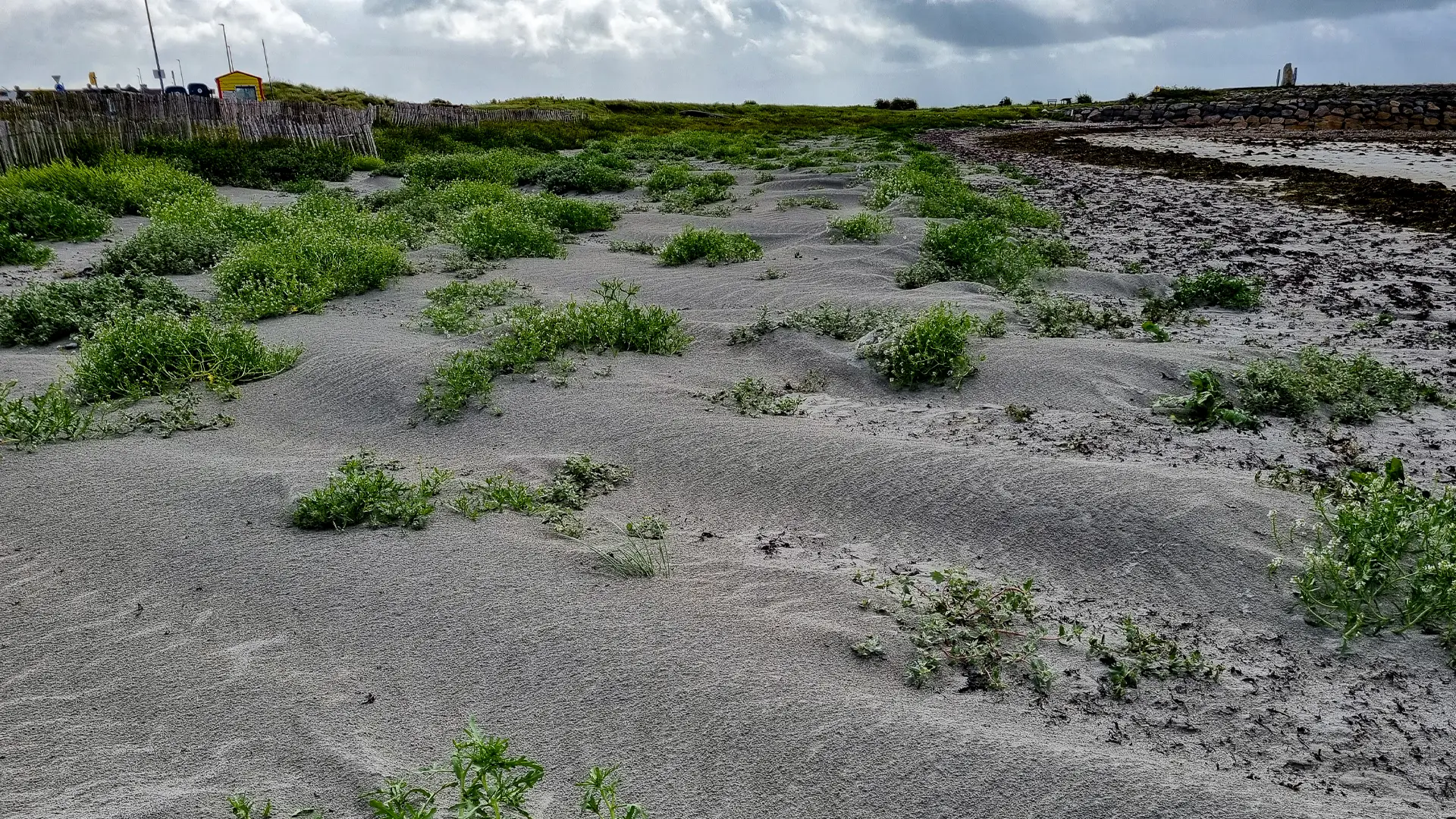 Dune formation on Grattan Beach, Salthill.