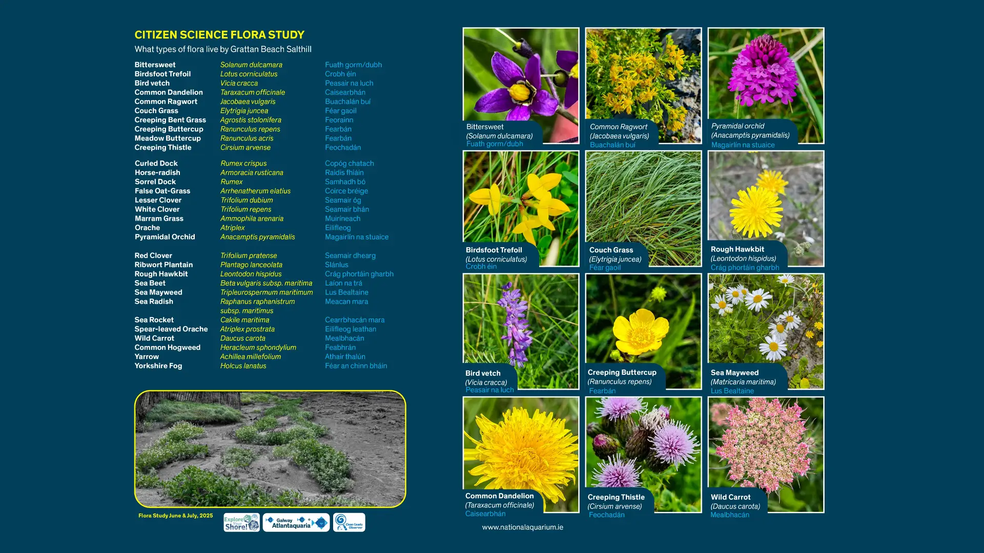 GRATTAN FLORA POSTER
