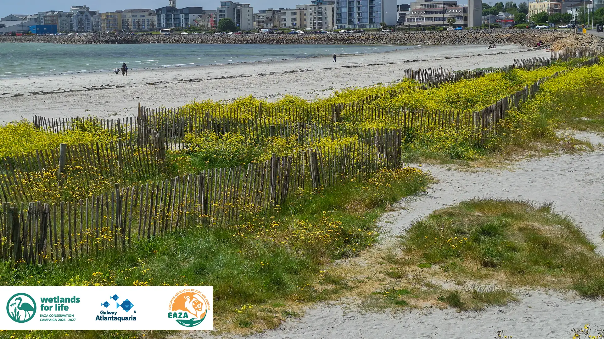 Grattan Beach Salthill with hundreds of wild yellow radish.