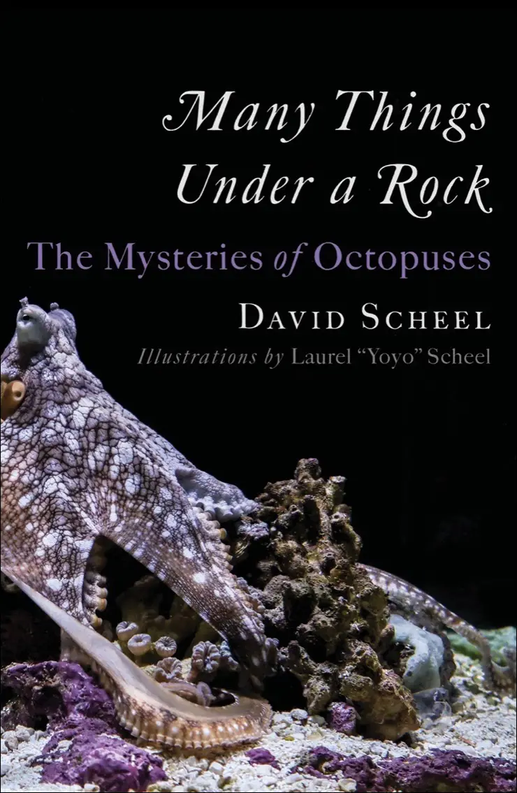 Many things under a rock Book cover.