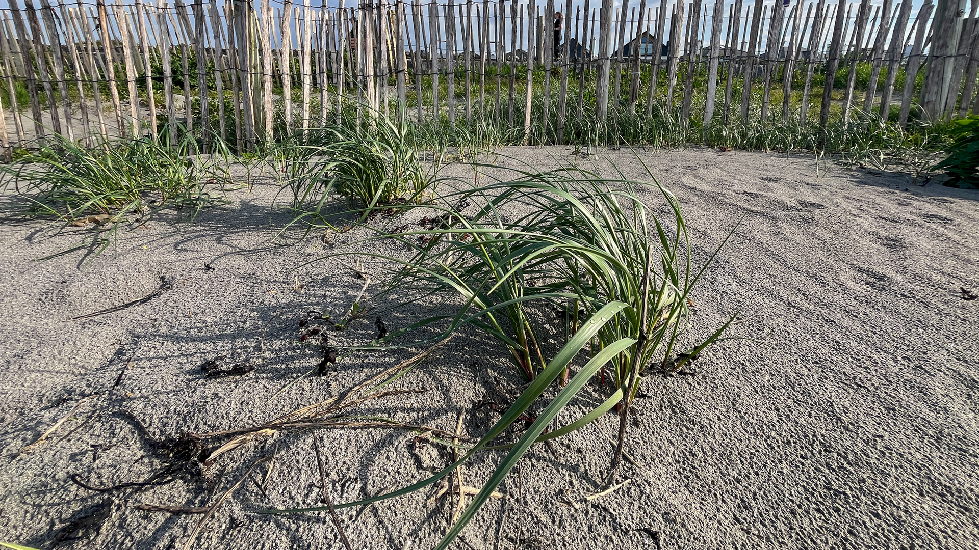 SAND FENCES 1 25 04 2026