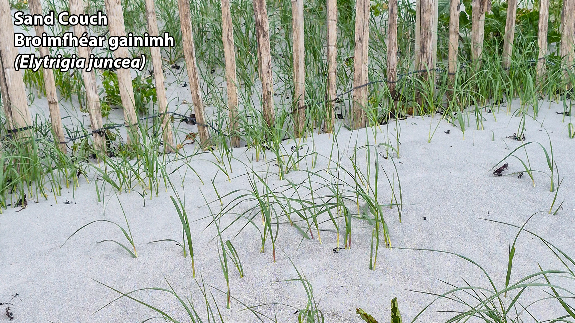 Sand couch Broimfhéar gainimh 24 04 2026