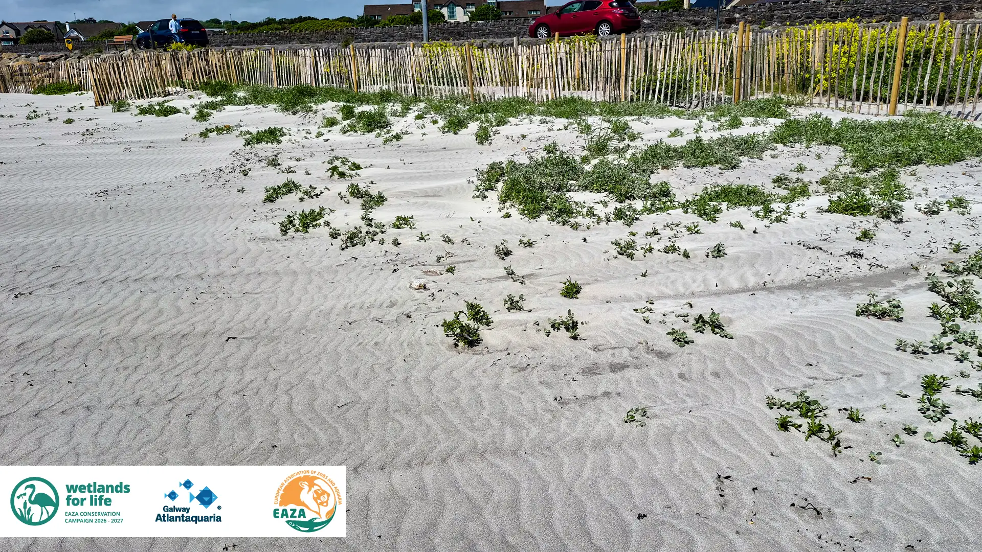 Sand fences helping shape the sand on the beach