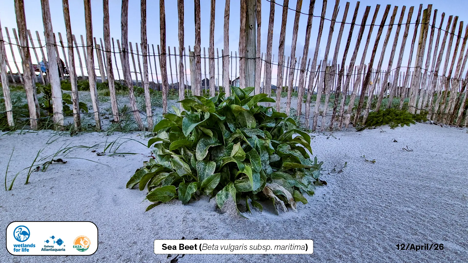 Sea Beet (Beta vulgaris subsp. maritima) on grattan beach salthill