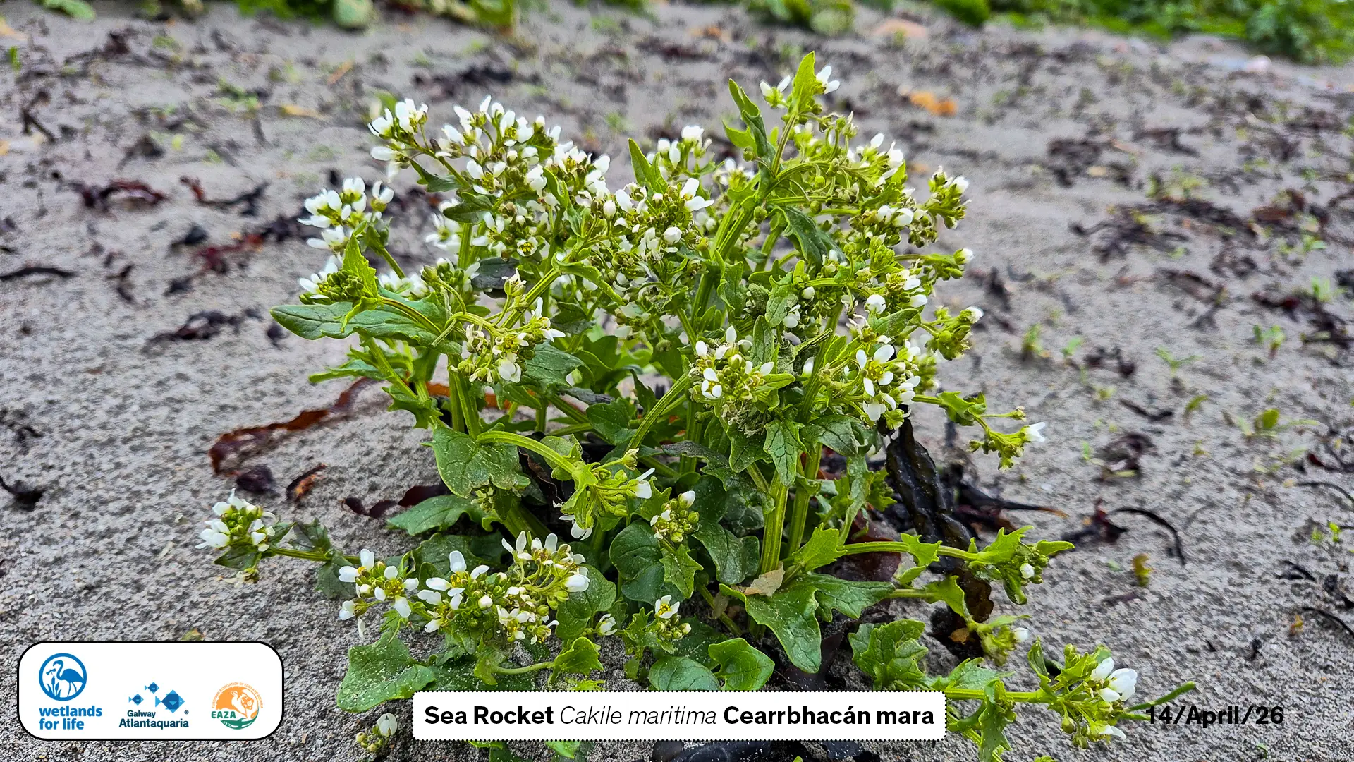 Sea Rocket Cakile maritima Cearrbhacán mara on Grattan Beach Salthill