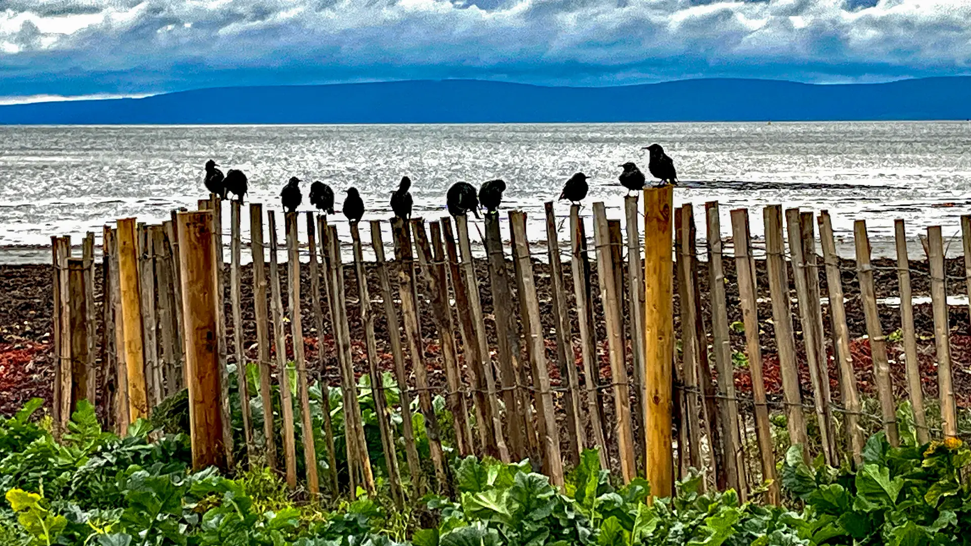 Starlings on the fences, Grattan Beach Salthill.