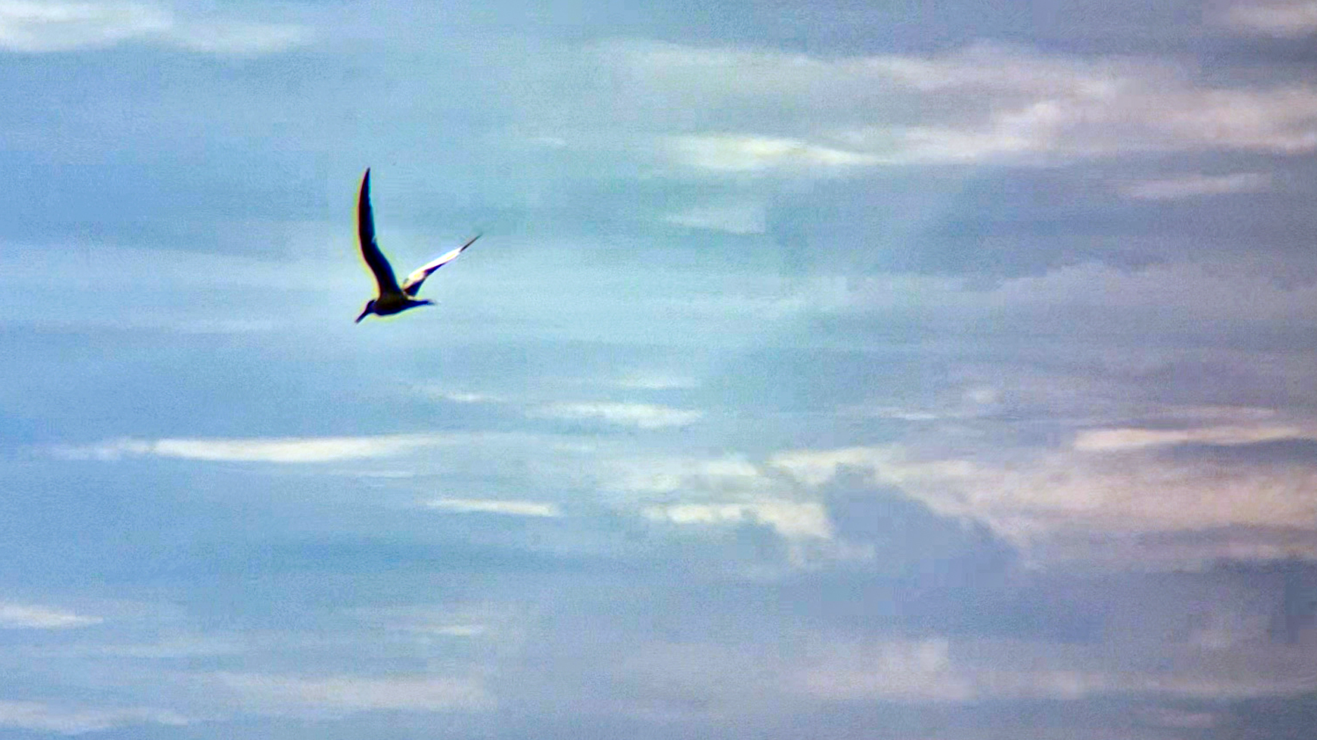 TERN 25 04 2026 IMG