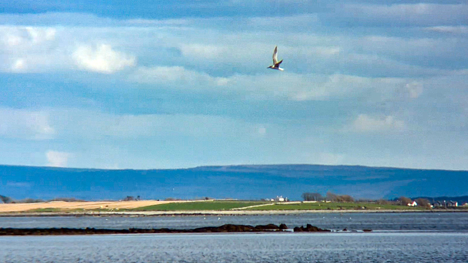 Tern species 24 04 2026
