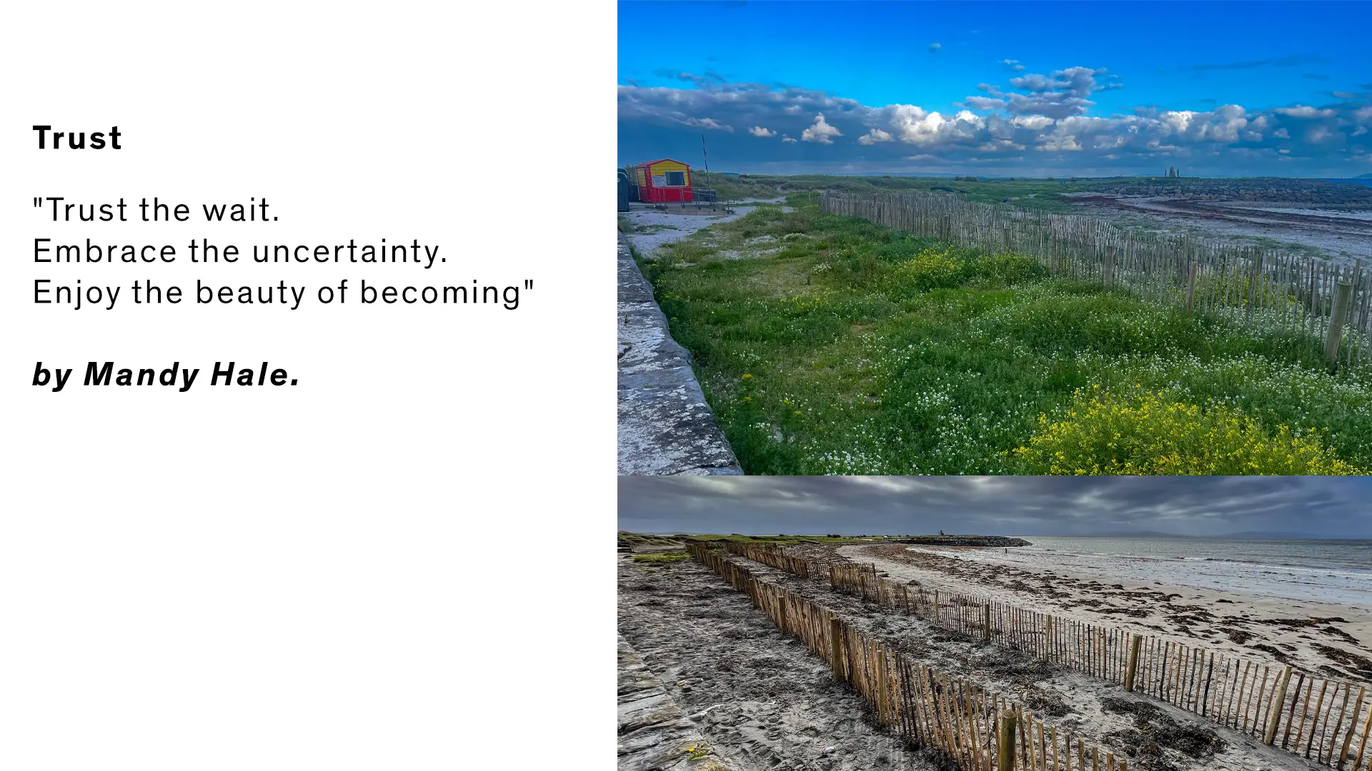 Text about trust and how the Sand Fence Project grew from bare sand to a bounty of biodiveristy.