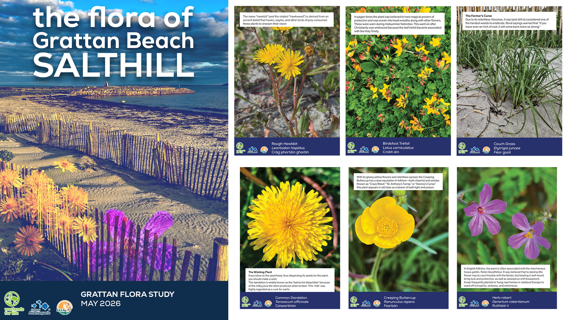 The flora of Grattan Beach