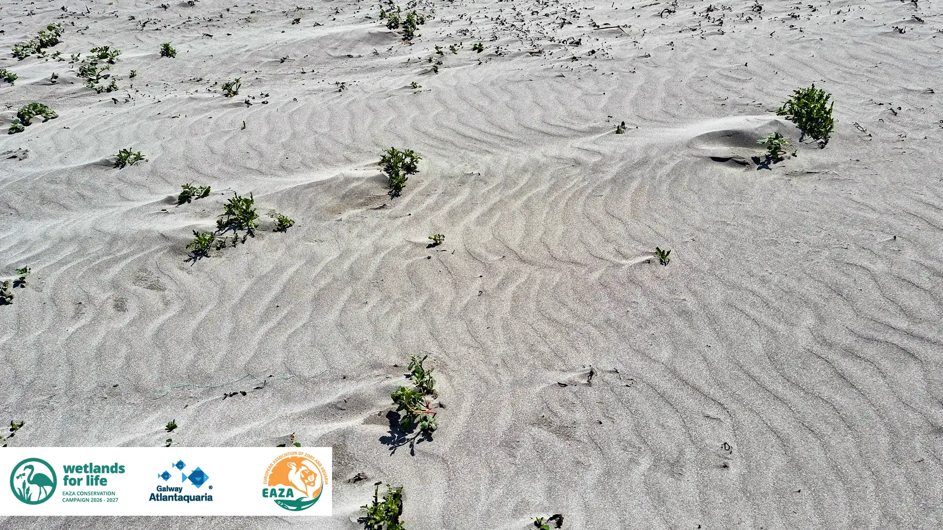 This image shows how coastal flora helps create small dunes