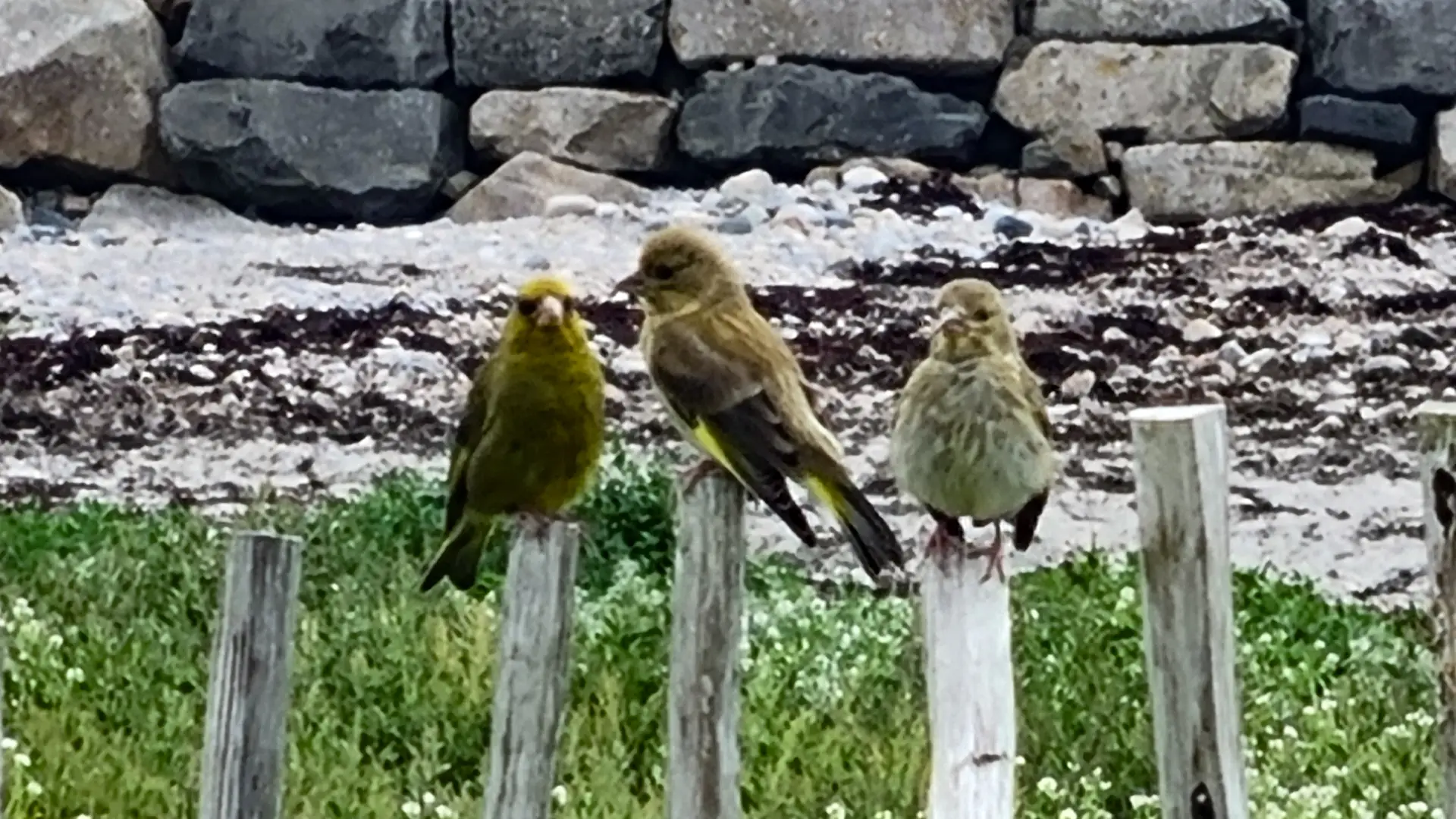 Three small birds perched on a fence.