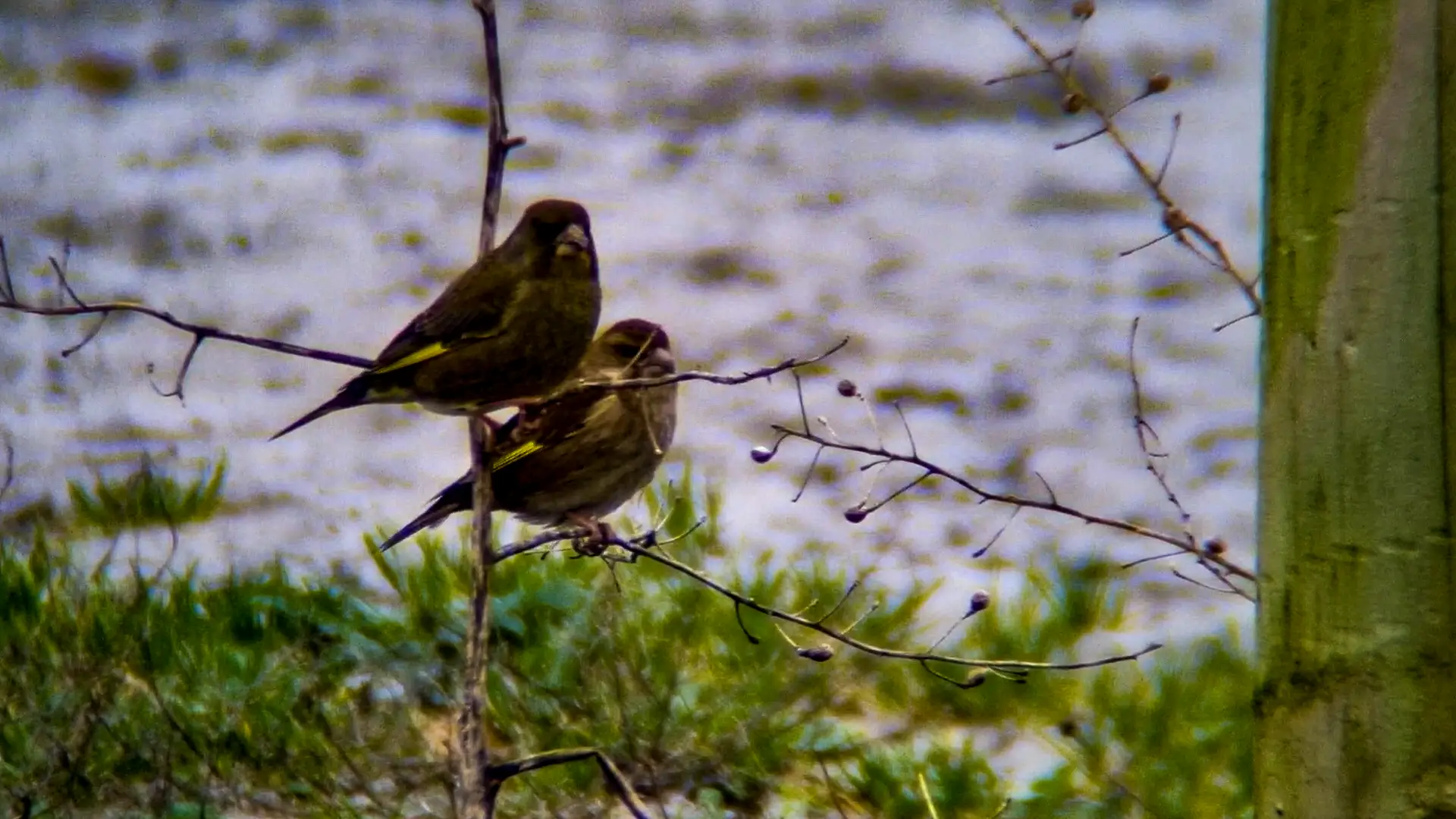 Two small birds on a small bush, Grattan Beach, Salthill.