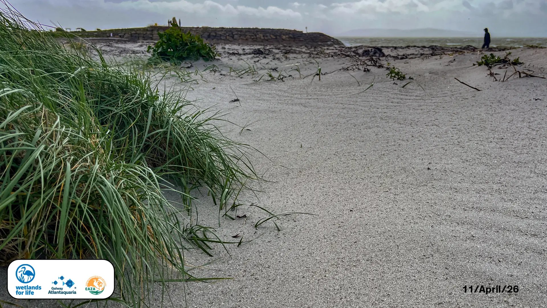 a small dune slack on Grattan Beach Salthill. The sand is smooth as the wind creates a lovely slope.