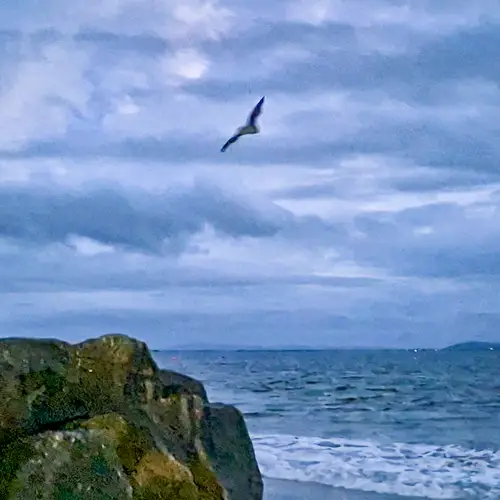 a solitary bat flying over the waves by a beach in Salthill. The image is blurred.