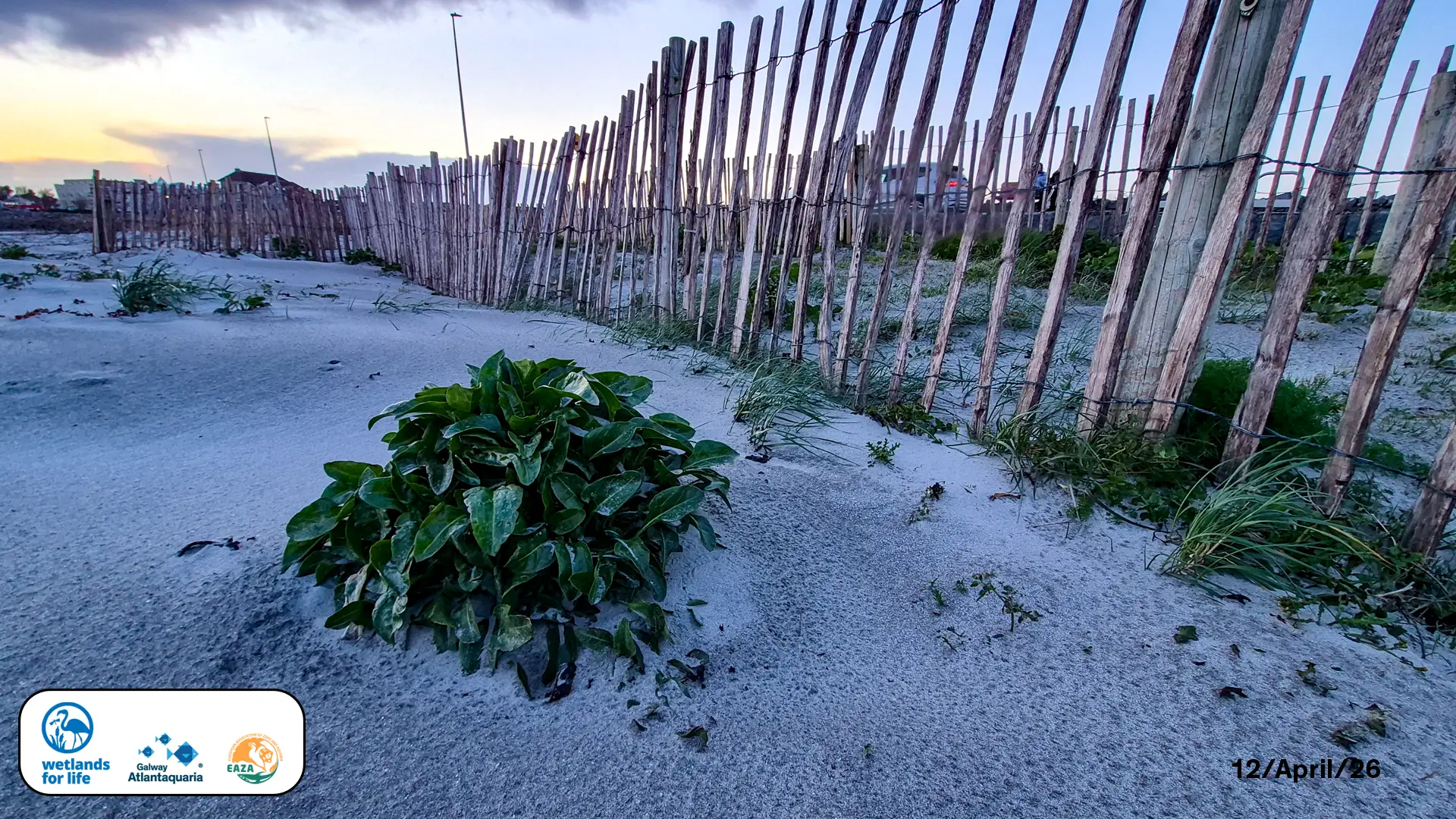 a very tough coastal flora sits on a smooth sandy beach in front of a sand fence on Grattan Beach Salthill.